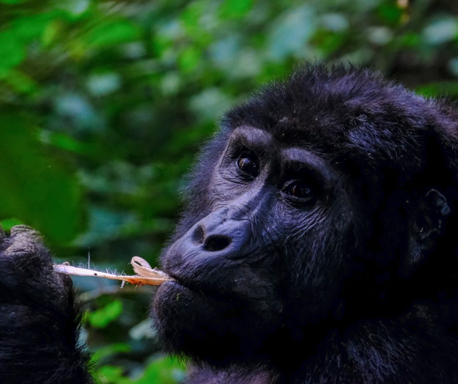 Uganda Gorilla & Wildlife Safari